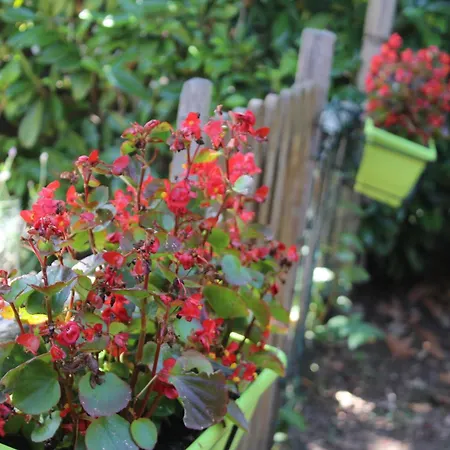 Lilia By Let Frühstückspension